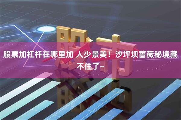 股票加杠杆在哪里加 人少景美！沙坪坝蔷薇秘境藏不住了~